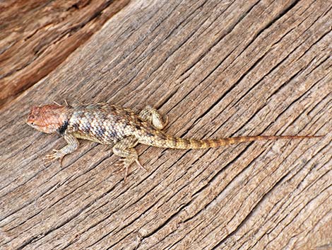 Yellow-backed Spiny Lizard (Sceloporus uniformis)