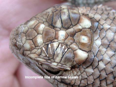 Yellow-backed Spiny Lizard (Sceloporus uniformis)