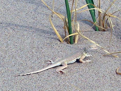 Mojave Fringe-toed Lizard (Uma scoparia)