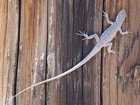 Long-tailed Brush Lizard (Urosaurus graciosus)