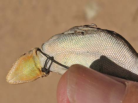 Ornate Tree Lizard (Urosaurus ornatus)