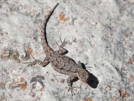 Ornate Tree Lizard (Urosaurus ornatus)