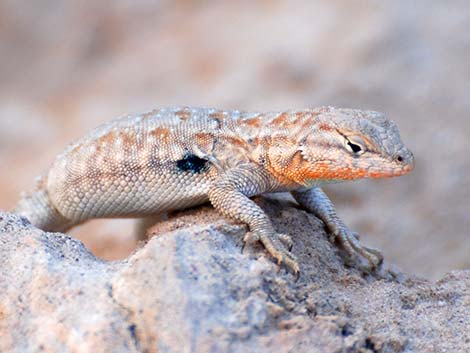 Side-blotched Lizard (Uta stansburiana)