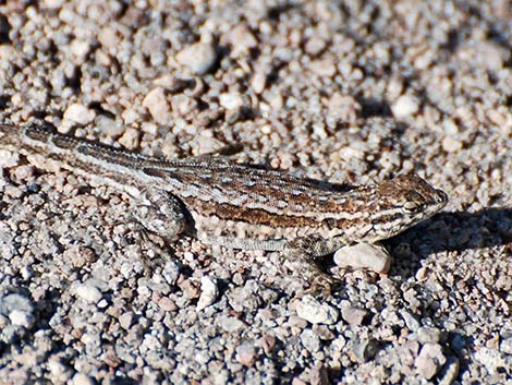 Side-blotched Lizard (Uta stansburiana)