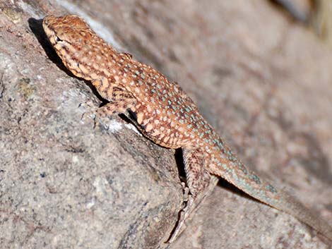 Common Side-blotched Lizard (Uta stansburiana)