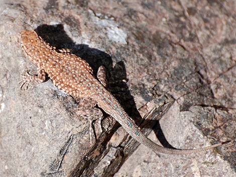 Common Side-blotched Lizard (Uta stansburiana)