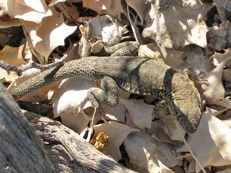 Side-blotched Lizard (Uta stansburiana)