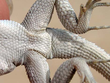 Side-blotched Lizard (Uta stansburiana)