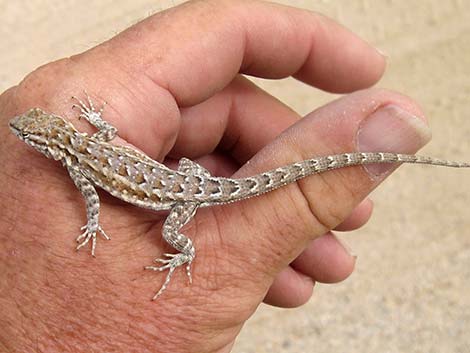 Common Side-blotched Lizard (Uta stansburiana)