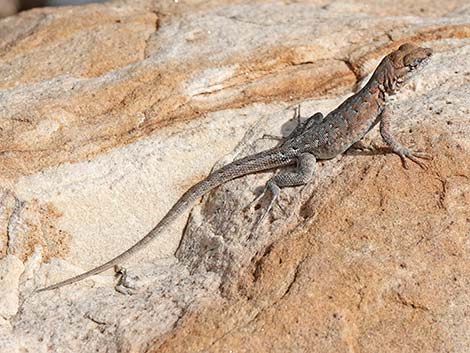 Common Side-blotched Lizard (Uta stansburiana)