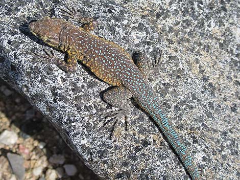 Common Side-blotched Lizard (Uta stansburiana)