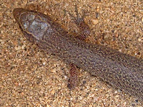 Desert Night Lizard (Xantusia vigilis)