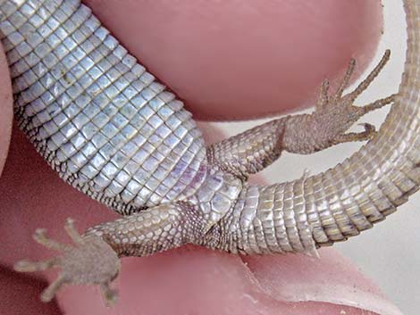 Desert Night Lizard (Xantusia vigilis)