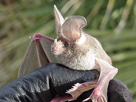 California Leaf-nosed Bat (Macrotus californicus)