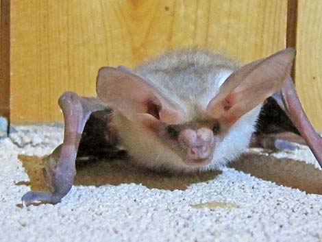 Pallid Bat (Antrozous pallidus)