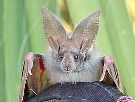 Townsend's Big-eared Bat (Corynorhinus townsendii)