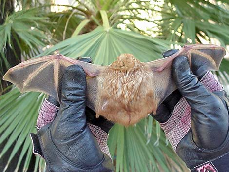 Western Yellow Bat (Lasiurus xanthinus)