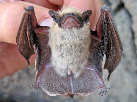 Canyon Bat (Pipistrellus hesperus)