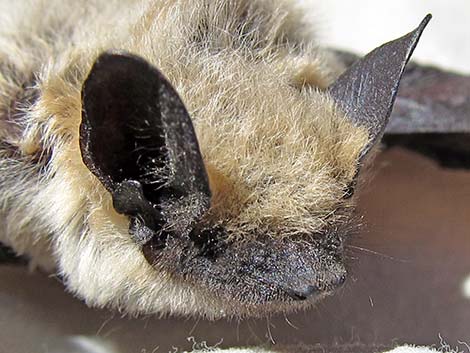 Canyon Bat (Pipistrellus hesperus)