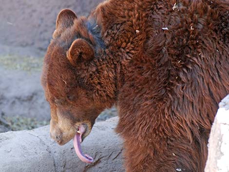 Black Bear (Ursus americanus)