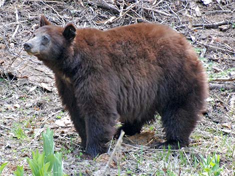 Black Bear (Ursus americanus)