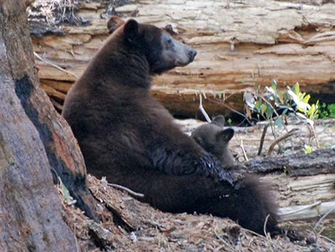 Black Bear (Ursus americanus)