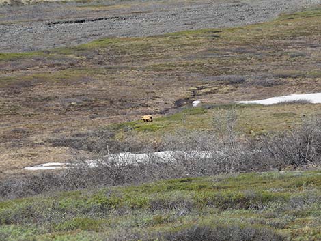 Grizzly Bear (Ursus arctos horribilis)