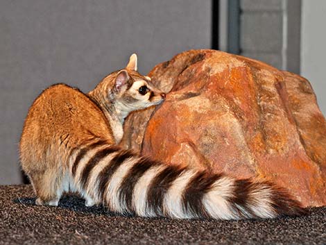 Ringtail (Bassariscus astutus)