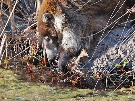 White-nosed Coati (Nasua narica)