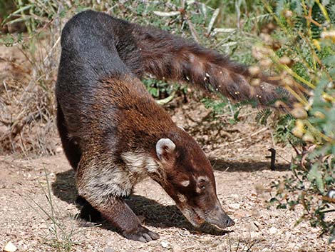 White-nosed Coati (Nasua narica)