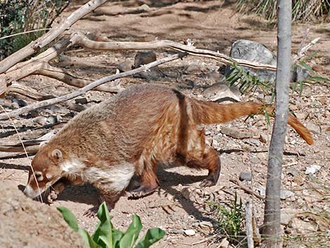 White-nosed Coati (Nasua narica)