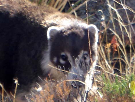 White-nosed Coati (Nasua narica)