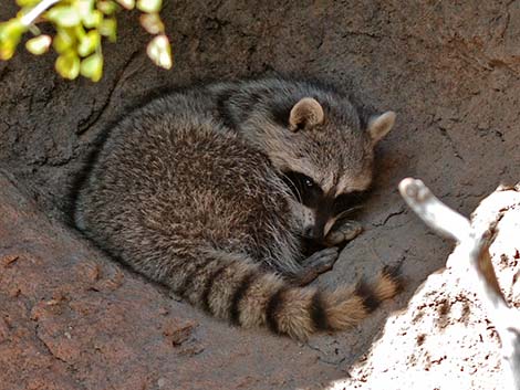 Raccoon (Procyon lotor)