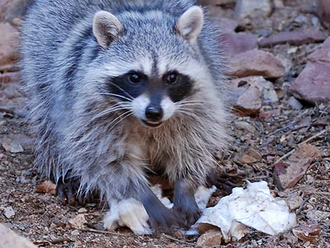 Raccoon (Procyon lotor)