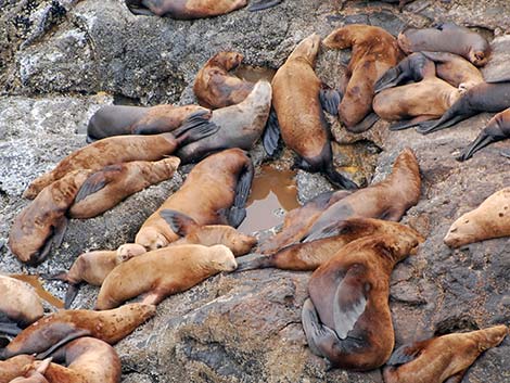 Steller Sea Lion (Eumetopias jubatus)