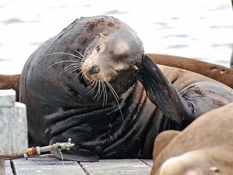 California Sea Lion (Zalophus californicus)