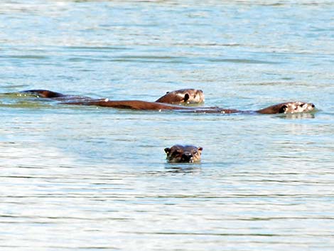 Northern River Otter (Lontra canadensis)