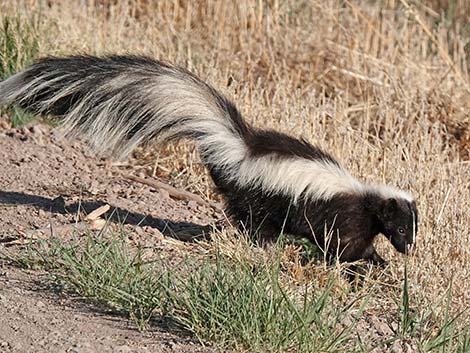 Striped Skunk (Mephitis mephitis)