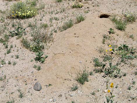 American Badger (Taxidea taxus)