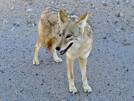 Coyote (Canis latrans)