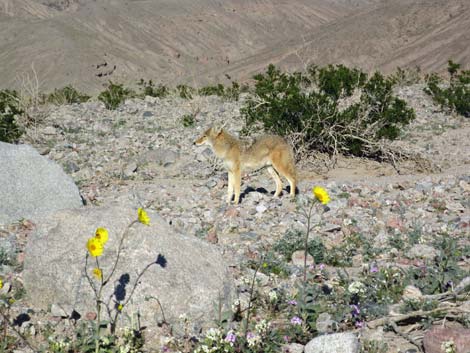 Coyote (Canis latrans)