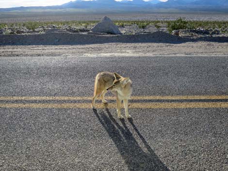 Coyote (Canis latrans)