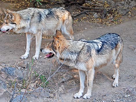 Gray Wolf (Canis lupus)