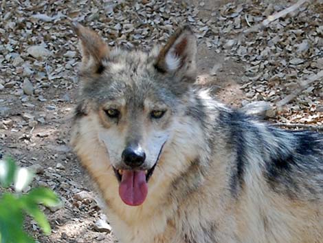 Mexican Wolf (Canis lupus baileyi)