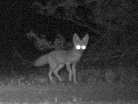 Kit Fox (Vulpes macrotis)