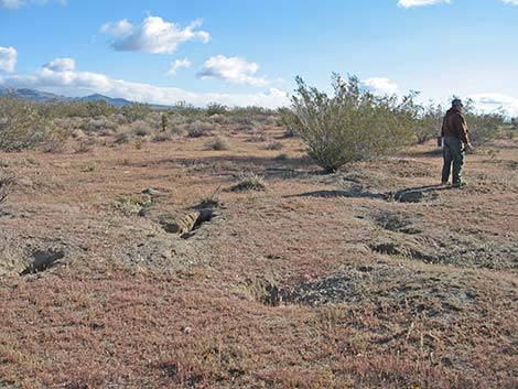 Kit Fox (Vulpes macrotis)