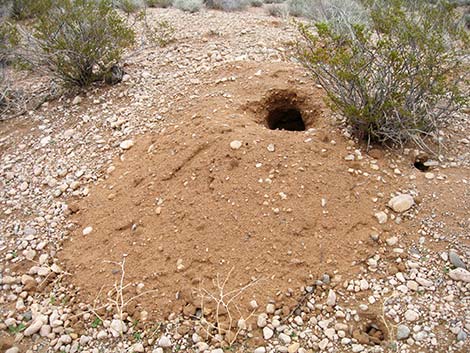 Kit Fox (Vulpes macrotis)