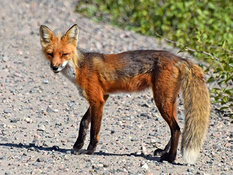 Red Fox (Vulpes vulpes)