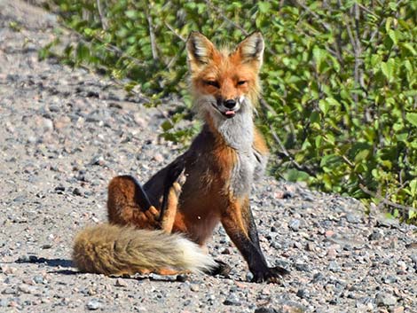 Red Fox (Vulpes vulpes)