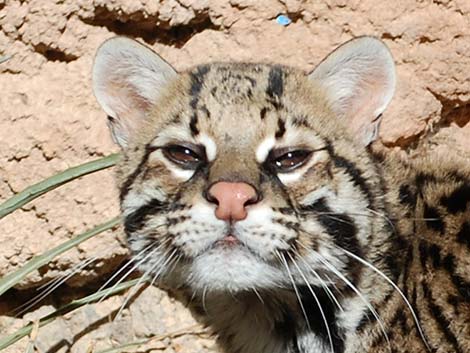 Ocelot (Leopardus pardalis)